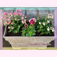 ネメシア　マリー　ラヴィアンローズ,ネメシア　マリー　シェルピーチ,ビオラ　シャルマンロゼ,玄関先,ピンク❤︎ピンクの画像