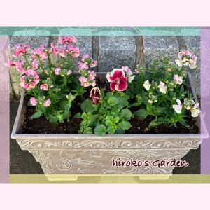 ネメシア　マリー　ラヴィアンローズ,ネメシア　マリー　シェルピーチ,ビオラ　シャルマンロゼ,玄関先,ピンク❤︎ピンクの画像