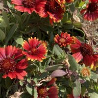 ガイラルディア,セントポーリア,胡蝶蘭の画像