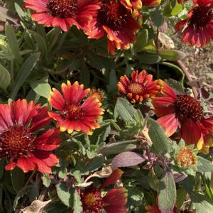 ガイラルディア,セントポーリア,胡蝶蘭の画像