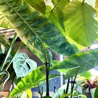 フィカス　ウンベラータ,アロカシア,フィカス,アロカシア・ゼブリナ,癒しの空間の画像