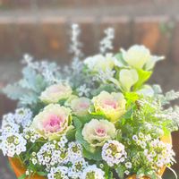 アリッサム,葉牡丹,葉牡丹ベイビーチュール,寄せ植え,ガーデニングの画像