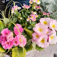 カレックス,グレコマ,ネメシア,ハボタン,プリムラの画像