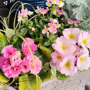 カレックス,グレコマ,ネメシア,ハボタン,プリムラの画像