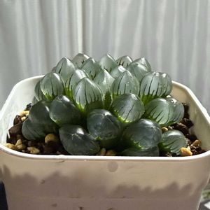 ハオルチア,ハオルチア 玉手箱,窓辺の画像