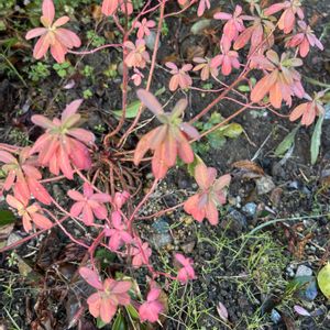 ナチュラルガーデン,冬の庭の画像