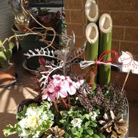 アリッサム,ガーデンシクラメン,松ぼっくり,葉牡丹,カルーナの画像