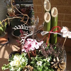 アリッサム,ガーデンシクラメン,松ぼっくり,葉牡丹,カルーナの画像