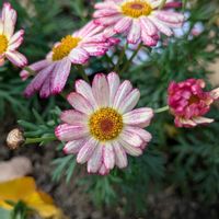 ボンザマーガレット,散歩道のサザンカ満開,膨らんで来たシャコバ,今朝咲き始めたハイビスカス,ピンクワールドへ ようこその画像