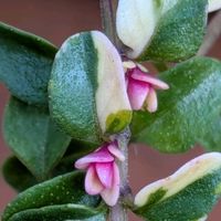 アリッサム,キク,サザンカ,タイム,ランタナの画像