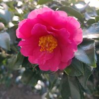 サザンカ,お出かけ先の画像