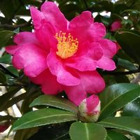 サザンカ,お出かけ先の画像