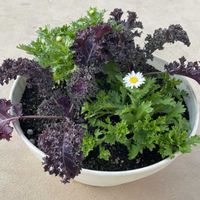 アリッサム,ノースポール,葉牡丹,ビオラ,寄せ植えの画像