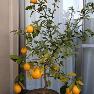 マイヤーレモン,マイヤーレモン,鉢植え,無農薬,9個のみがなるの画像