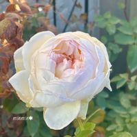 ボレロ,グリーンアイス,アシズリノギク,ガーデニング,白い花の画像