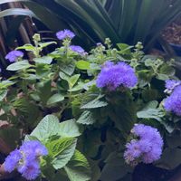 アゲラタム,アゲラタム,紫の花,いつもありがとう♡,綺麗の画像