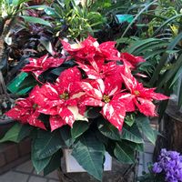 ポインセチア,お出かけ先の画像