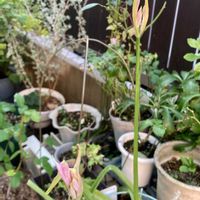 ネリネ,オキザリス・バーシカラー,オキザリス パープルフェイズ,花のある暮らし,おうち園芸の画像