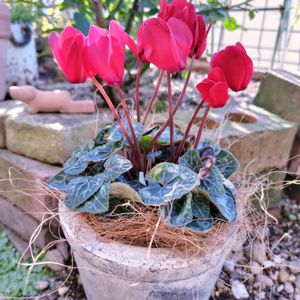 シクラメン,ガーデンシクラメン,ナチュラルガーデン,ネコ好き,いつもありがとう♡の画像