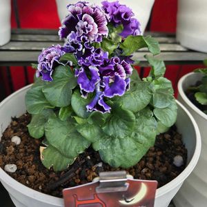 パンジー,ビオラ,パンジー　ドラキュラ,植中毒,サトウ園芸の画像