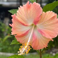 ハイビスカス,パラオのハイビスカスの画像