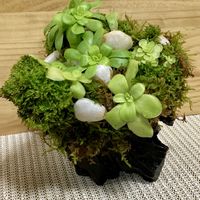 ムシトリスミレ,寄せ植え,流木,庭の画像