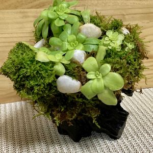 ムシトリスミレ,寄せ植え,流木,庭の画像