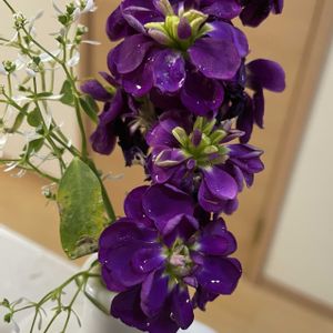 お庭,かわいいな♡,花のある暮らし,キッチン,リビング・ダイニングの画像