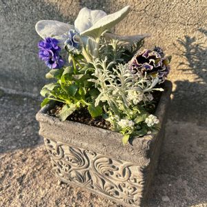 アリッサム,セネシオ・エンジェルウイングス,ヘリクリサム　シルバーパティオ,パンジー　ファシナンテ,フリルパンジー　リズの画像