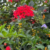 サンタンカ,デュランタ,紫の花,朱色の花の画像