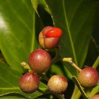 マサキ,樹木の画像