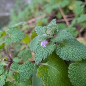 ナツツバキ,キチジョウソウ(吉祥草),ナンテン(南天),ヒメオドリコソウ（姫踊子草）,何かの葉っぱの画像
