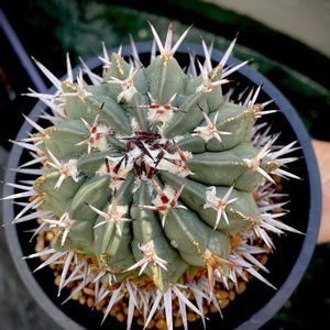 サボテン,竜剣丸,古株さん,強刺,竜剣丸って何属？の画像