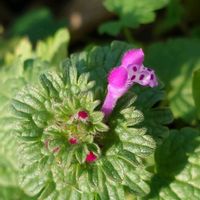 ホトケノザ,アガベ,セネシオ・ラティキペス,イマソラ,繋がりに感謝✨の画像