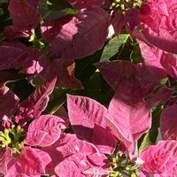 ゴーラム,プリンセチア,紫太陽,アロエ・クリスマスキャロル,アンナの画像