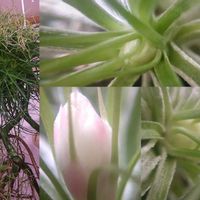 エアープランツ,チランジア,ストリクタ,着生植物,植物のある暮らしの画像
