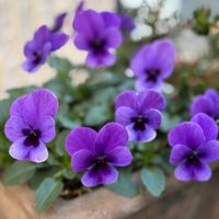 見元ビオラ,ビオラ・トルニー,記録用,ビオラの季節,加工なしの画像