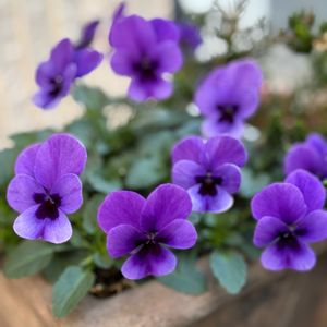 見元ビオラ,ビオラ・トルニー,記録用,ビオラの季節,加工なしの画像