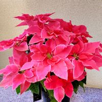 ブラキカム,ブラキカム,ポインセチア,ポインセチア,エリカ クリスマスパレードの画像