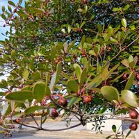 モッコクの画像