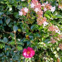 サザンカの画像