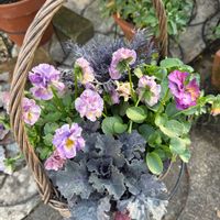 寄せ植え,ガーデニング,冬の庭の画像