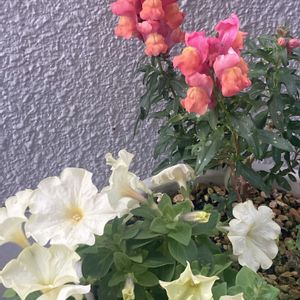 キンギョソウ,ゼラニウム,ペチュニア,玄関先の画像