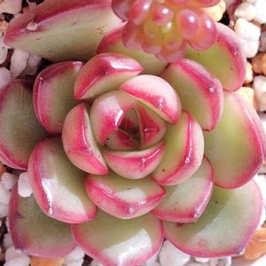 フロリアナ,多肉植物,初心者,ベランダの画像