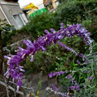 アメジストセージ,我が家の庭,紫色の花,広い庭の画像