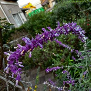アメジストセージ,我が家の庭,紫色の花,広い庭の画像