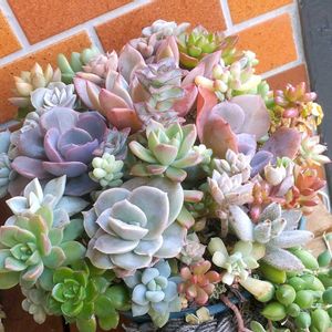 多肉植物,多肉寄せ植えの画像