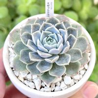 成長記録 ミゼット クラブアップル,エケベリア ミゼット クラブアップル,LED栽培,神奈川タニラー,多肉男子の画像