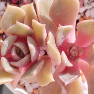 多肉植物,初心者,ダークレッドローブ,ベランダの画像