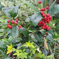 クリスマスホーリー,ミセバヤ紅葉,秋の白万重,枯れないけど割れるバラの画像